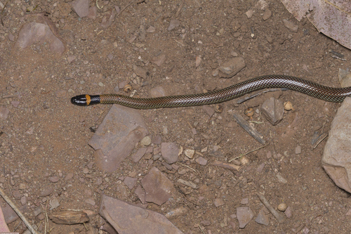 Red-naped Snake sighting
