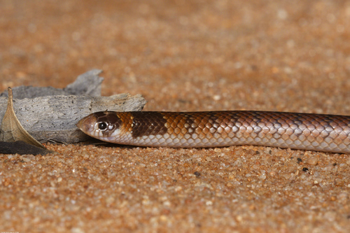Eastern Shovel-nosed Snake sighting