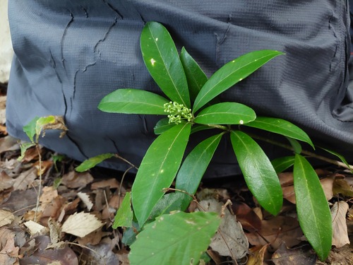 Ilex leucoclada iNat (2)