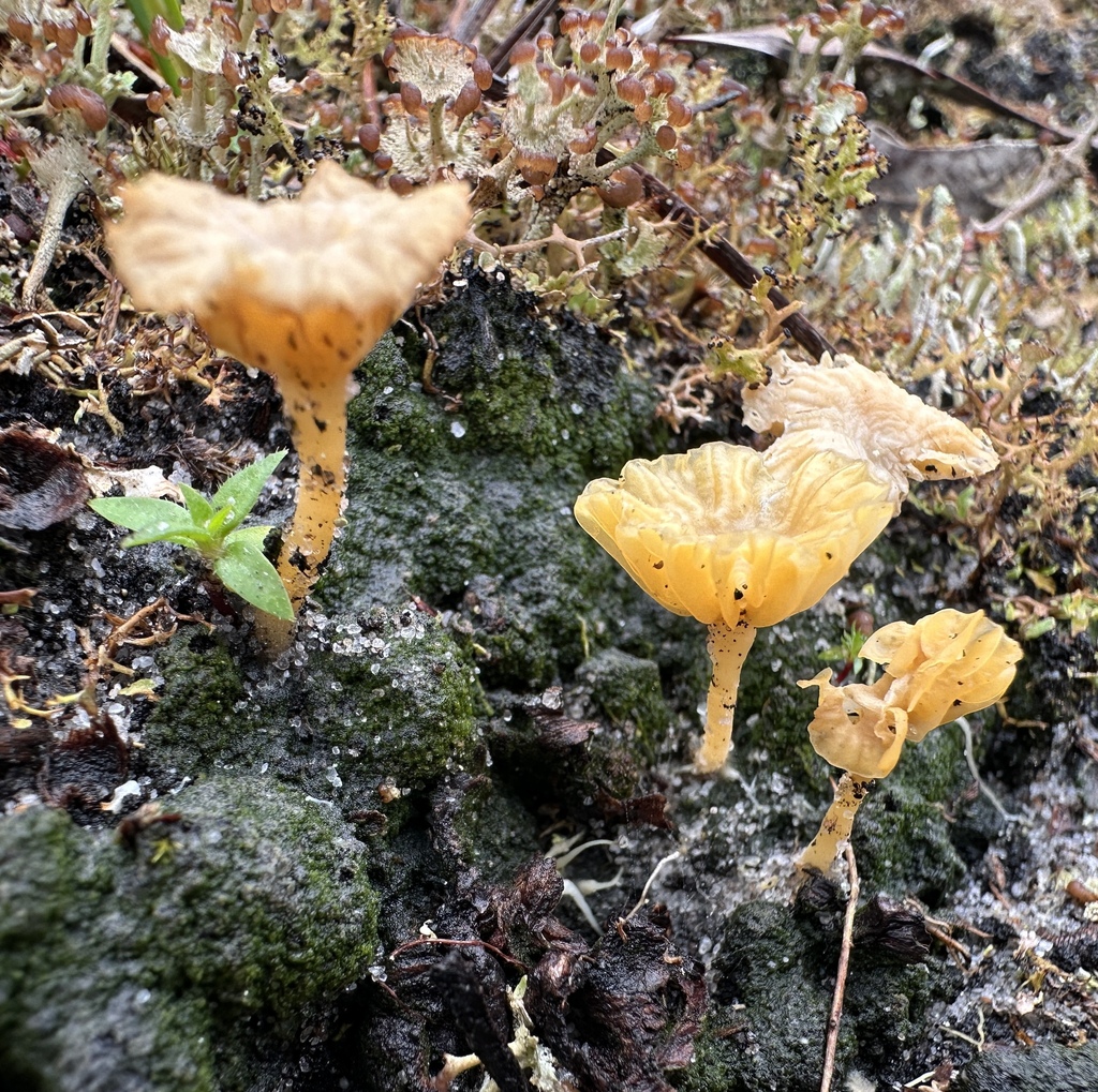 Lichenomphalia chromacea · September 2025 · photo: © sheriff_woody_pct (iNaturalist, cc-by)