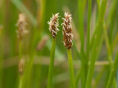 Eleocharis acuta