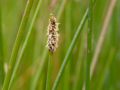 Eleocharis acuta