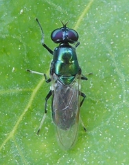 Prosopochrysa vitripennis