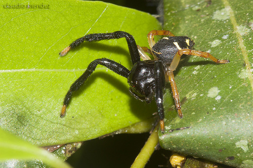 Stephanopoides sexmaculata