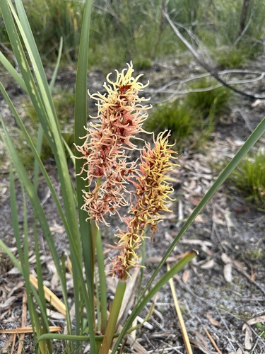 Anarthria scabra (Anarthria scabra)