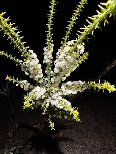 Prickly Swamp Wattle (Acacia hastulata)