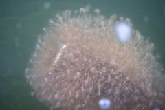 Tubulariidae