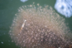 Tubulariidae