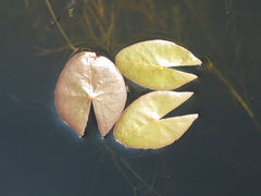 Nymphaea leibergii