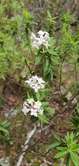 Pimelea gnidia