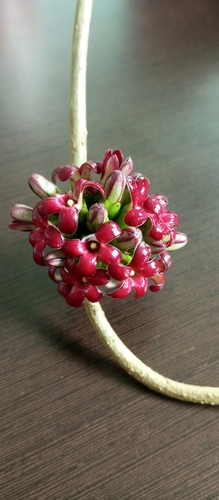 Ruehssia macrophylla, 2025-11-12