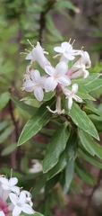 Pimelea gnidia