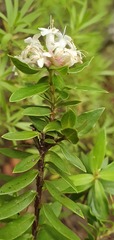 Pimelea gnidia