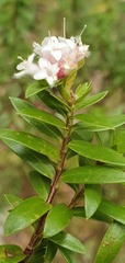 Pimelea gnidia