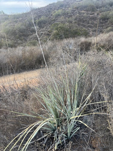 dehesa nolina (Nolina interrata)