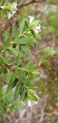 Pimelea gnidia