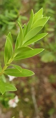 Pimelea gnidia