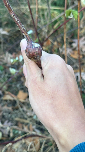 Unknown species found near Woodbury, MN, US