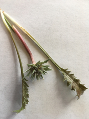 Eryngium vesiculosum