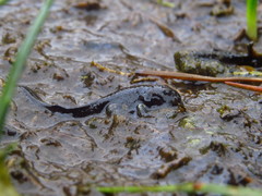 Rhinella atacamensis