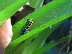 Ranitomeya variabilis
