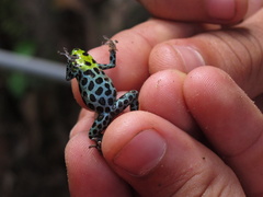 Ranitomeya variabilis