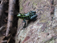 Ranitomeya variabilis