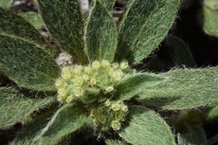 Ditaxis acaulis
