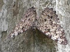 Hamadryas feronia farinulenta