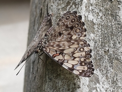 Hamadryas feronia farinulenta