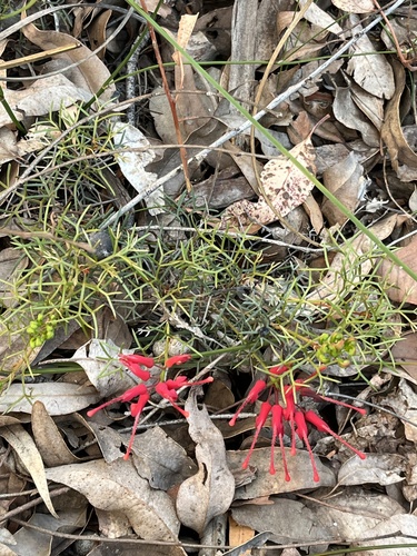 Wilson's Grevillea (Grevillea wilsonii)