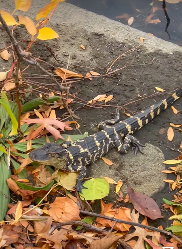 American Alligator photographed in Massachusetts