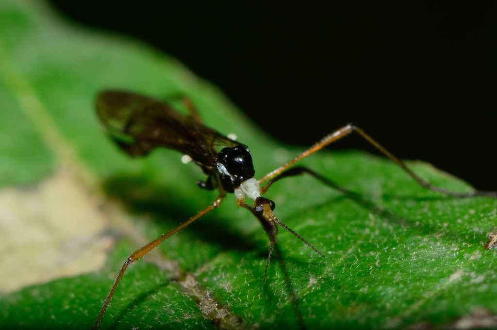 Teucholabis nigrocoxalis