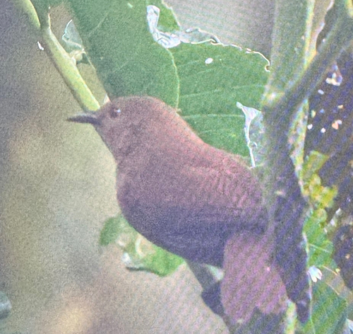 Sepia-brown Wren (Cinnycerthia olivascens), photo 5