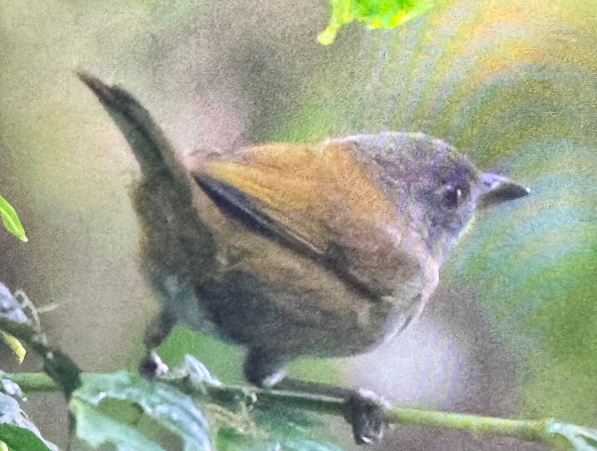 Dusky Chlorospingus (Chlorospingus semifuscus), photo 5