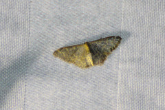 Idaea coercita