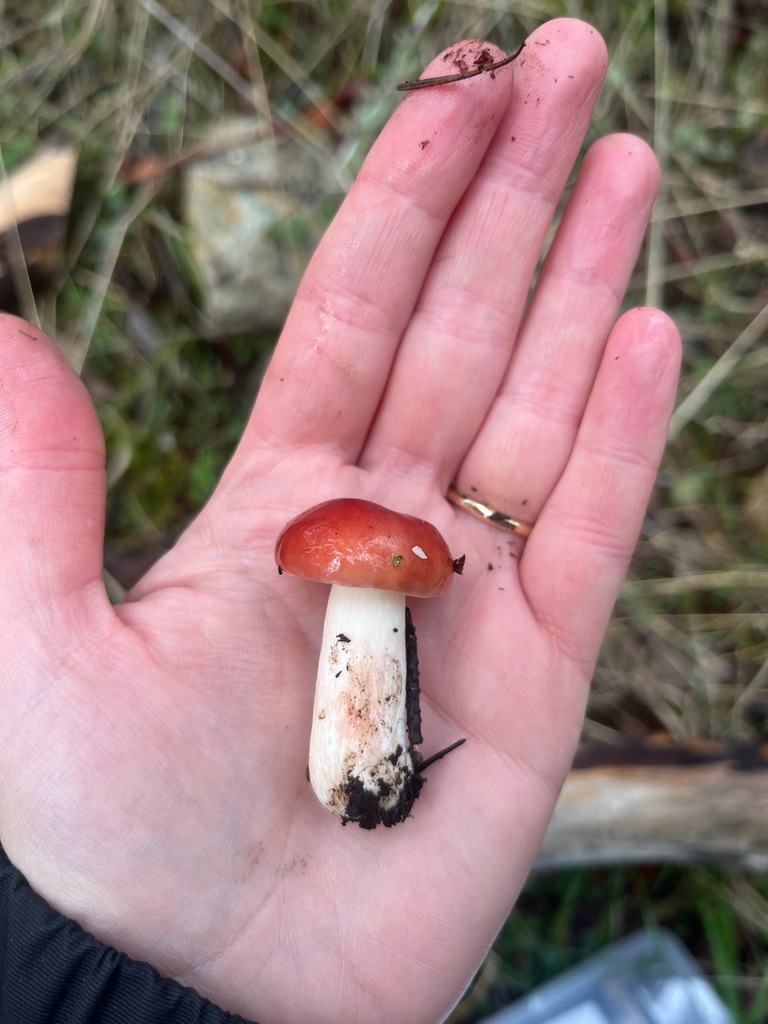 Russula rhodocephala · November 2025 · photo: © enspring (iNaturalist, cc0)