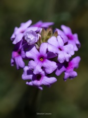 Junellia succulentifolia