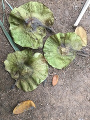 Pterocarpus marsupium