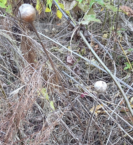 Unknown species found near Killearn Lakes, Tallahassee, FL 32312, USA