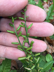 Rorippa sessiliflora
