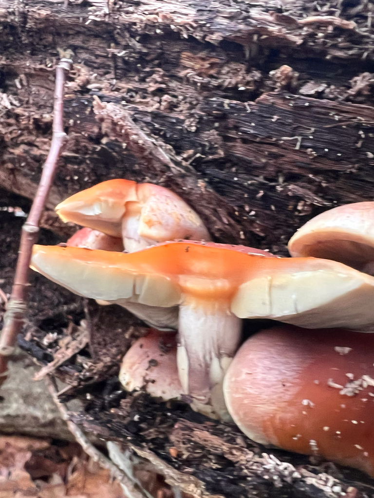 Hypholoma lateritium · November 2025 · photo: © bdthomas (iNaturalist, cc-by)