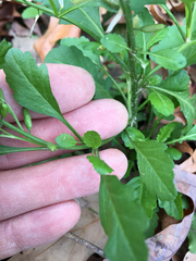 Rorippa sessiliflora