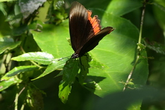 Biblis hyperia hyperia