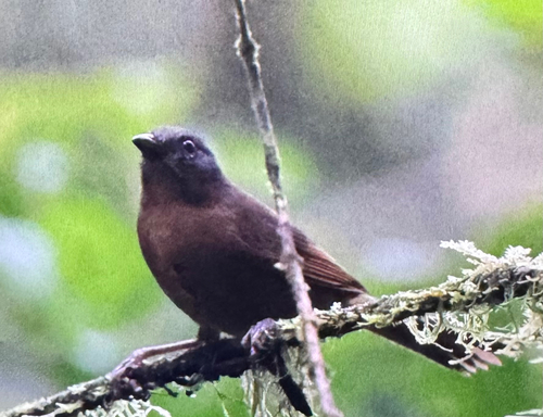 Western Hemispingus (Sphenopsis ochracea), photo 1