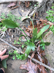 Sagittaria platyphylla