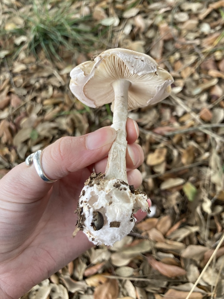 Amanita phalloides · November 2025 · photo: © scheim (iNaturalist, cc-by-nc)