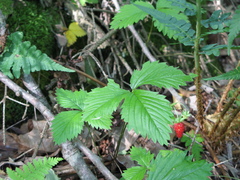 Fragaria vesca americana