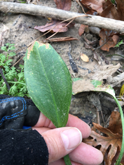 Sagittaria platyphylla