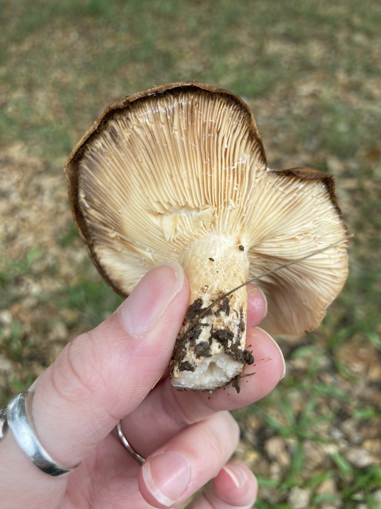 Lactarius alnicola · November 2025 · photo: © scheim (iNaturalist, cc-by-nc)